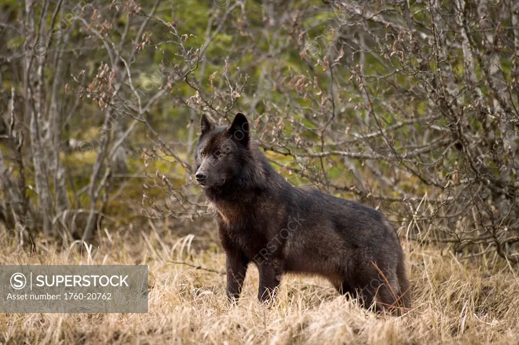 Alaska, Inside Passage, Adult male, Black Wolf.