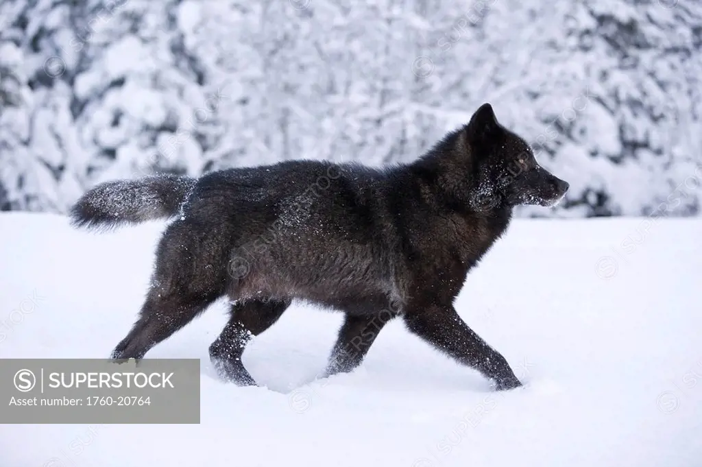 Alaska, Inside Passage, Adult male, Black Wolf in snow.