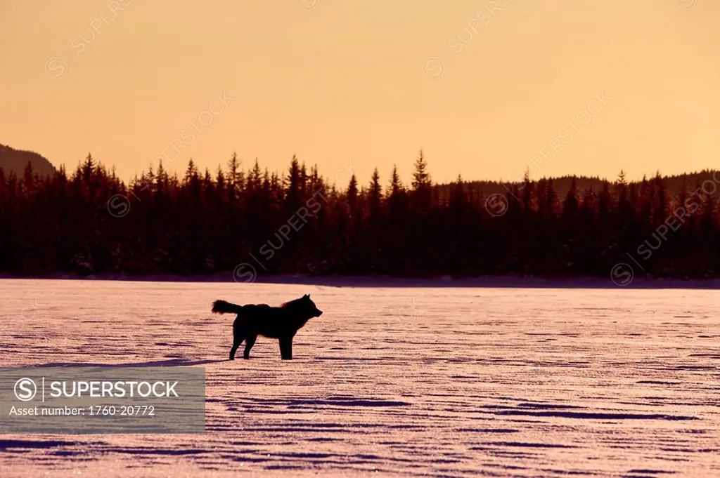Alaska, Inside Passage, Adult male, Black Wolf in snow at sunset.