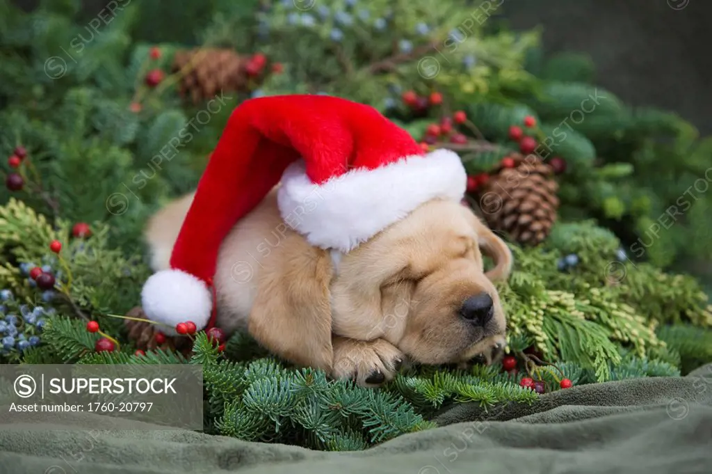 Hawaii, Maui, Labrador retriever puppy with santa hat in a Christmas wreath.