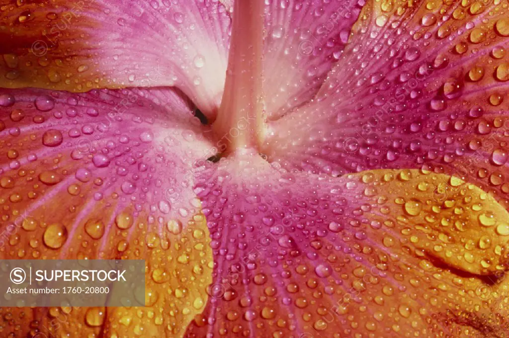 Hawaii, Close-up of pink and yellow hibiscus covered with water droplets.