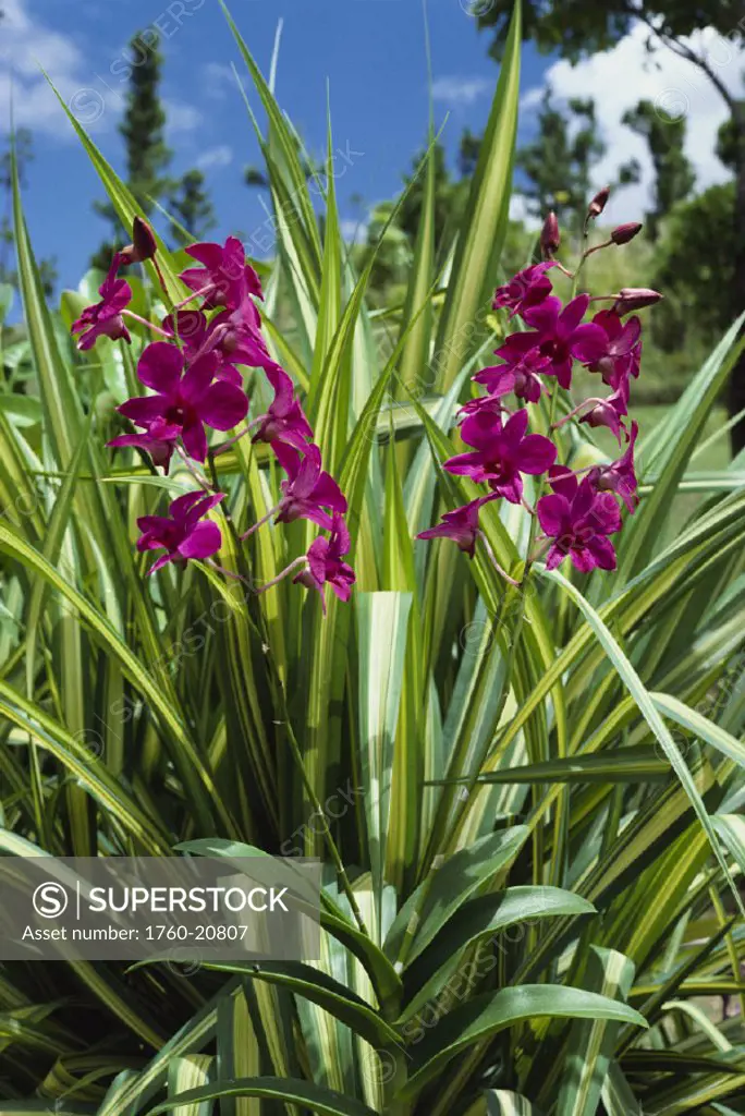 Fiji, Nadi, Garden of the sleeping giant, pink orchids growing in field.