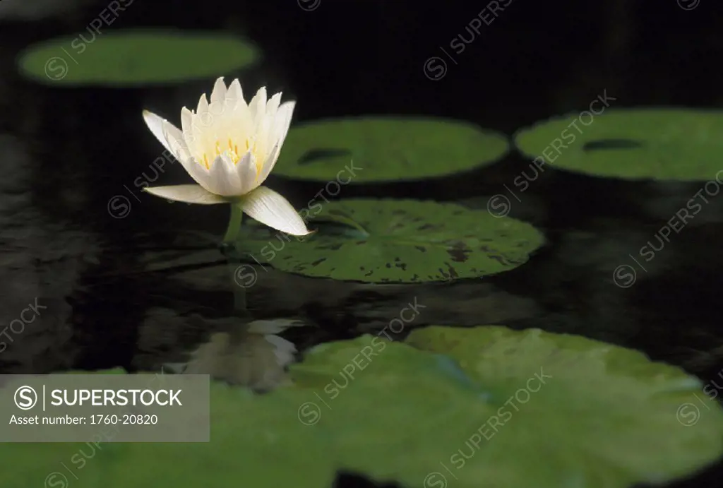 Water lily, white
