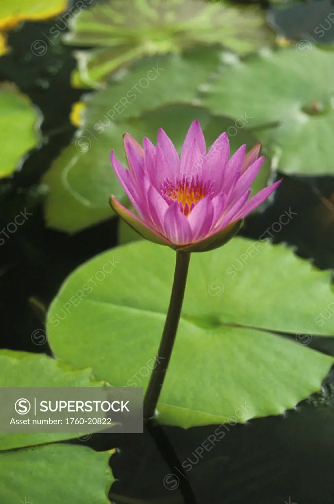 Water lily, single purple blossom