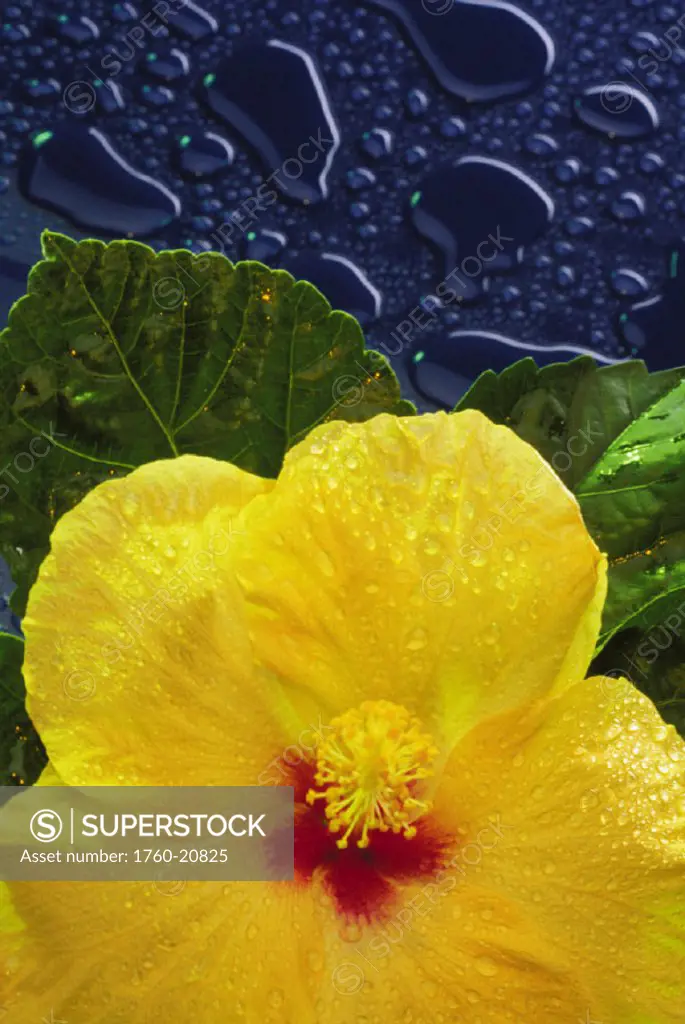 Hawaii, yellow hibiscus flower on blue background water drops, studio shot