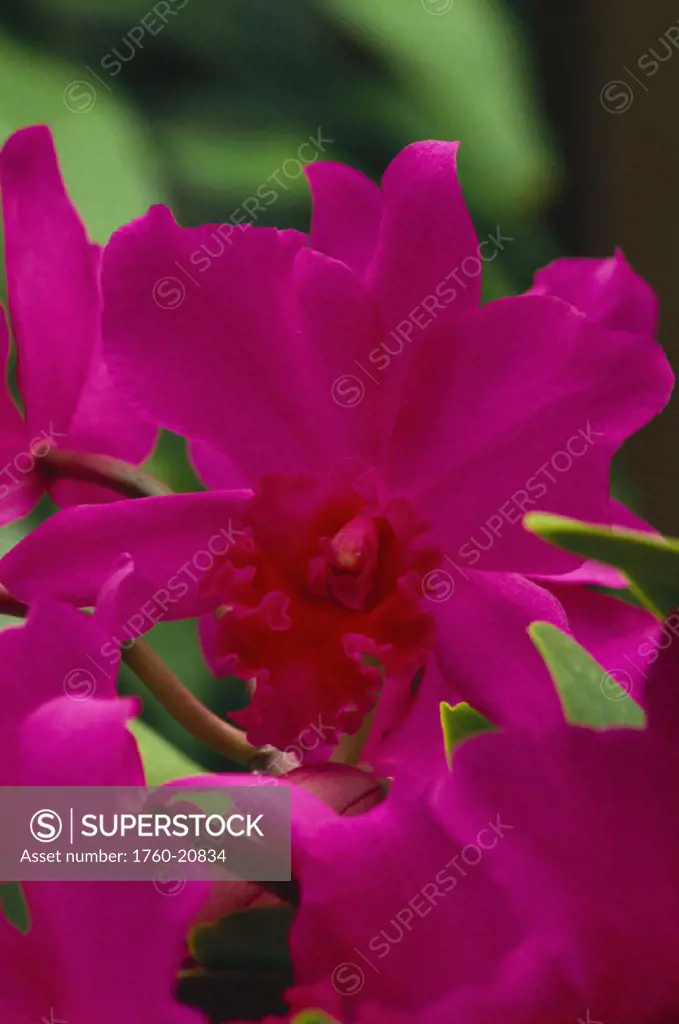 Hawaii, Close-up large cattleya orchid blossoms purple with darker center on plant green blurry background