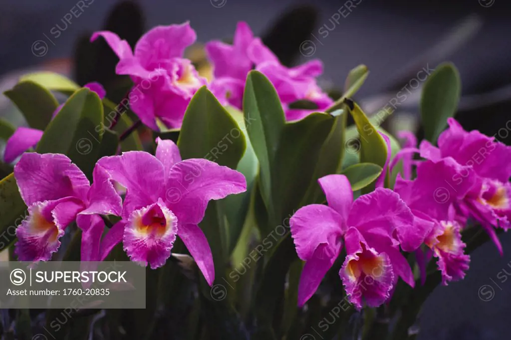 Hawaii, Cluster of pink cattleya orchids.