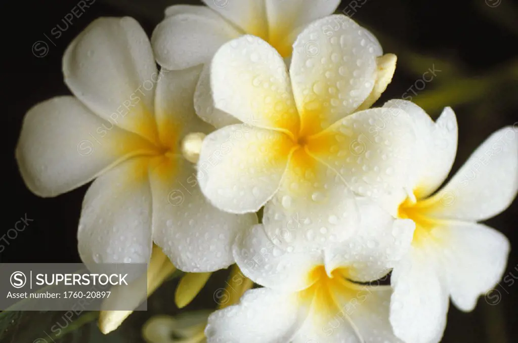 Hawaii, plumeria flowers