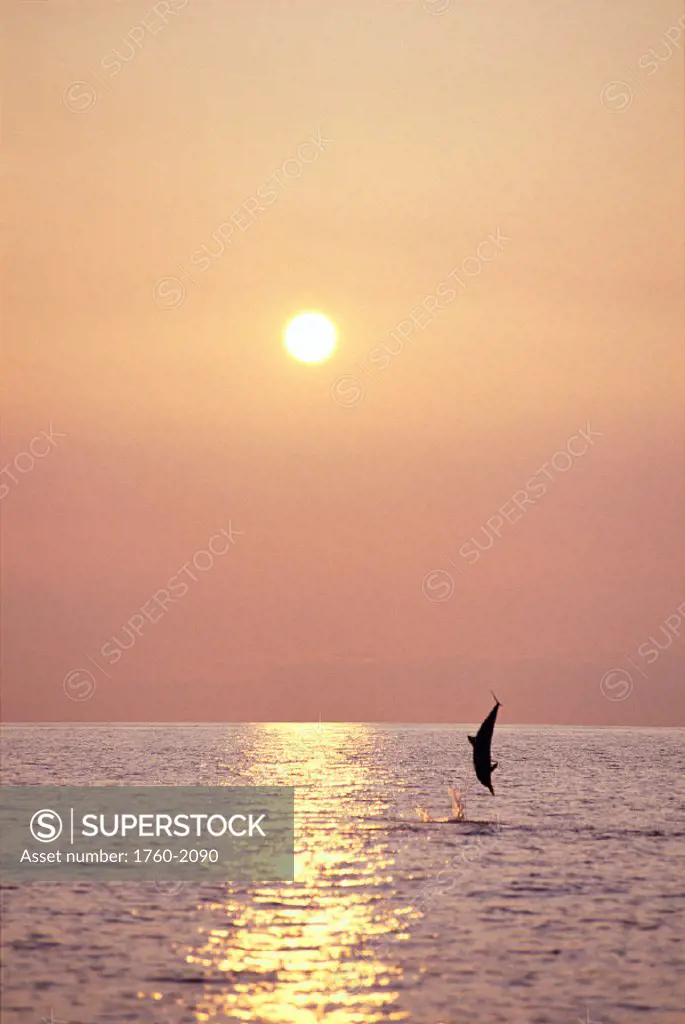 Hawaii, Big Island, Kona, spinner dolphin leaps out ocean, golden sunset A92B
