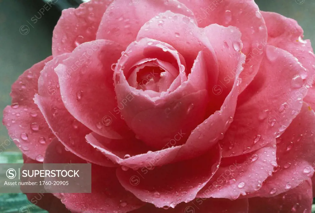 Camellia pink open blossom with water droplets close-up