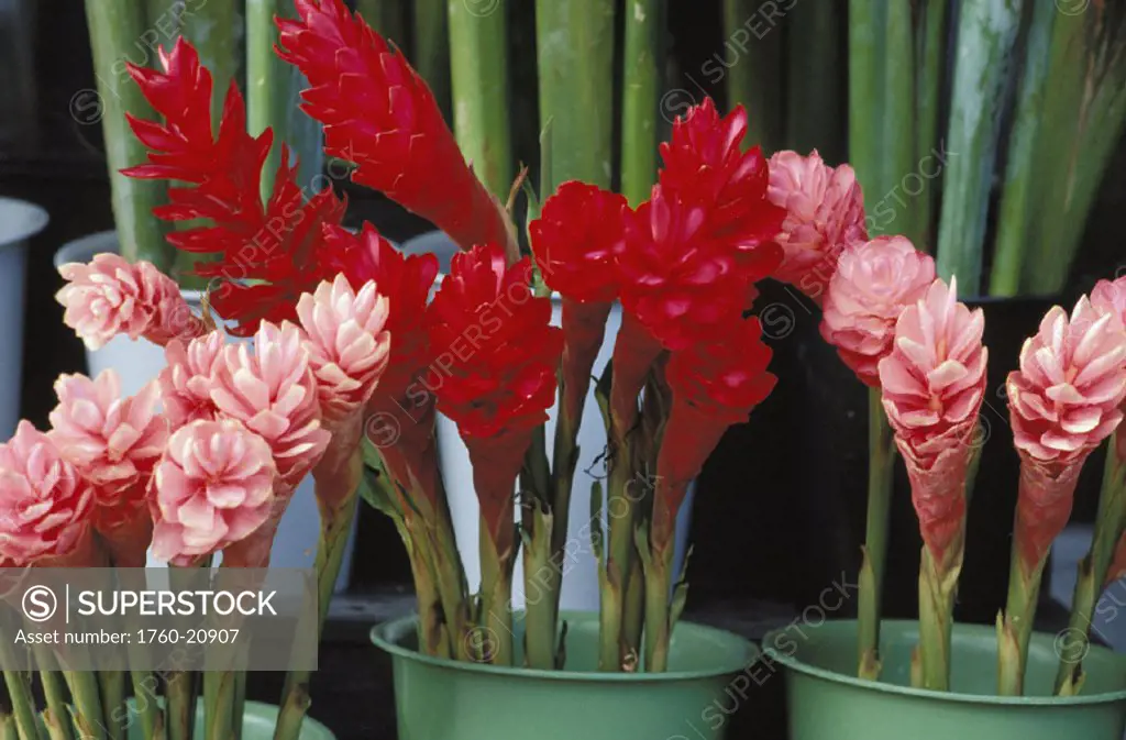 Hawaii, Red and pink torch ginger in buckets at flower stand