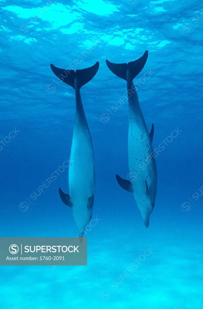 Caribbean, Atlantic spotted dolphins, pair nose-down, surface visible A93C (Stenella)