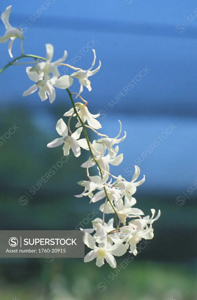 Hawaii, White Orchids