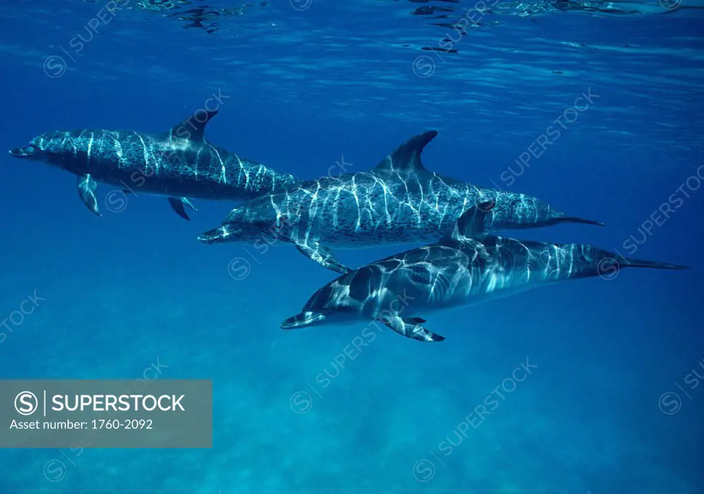 CARI, Little Bahama Bank, 3 Atlantic Spotted Dolphins underwater (Stenella)  A93E