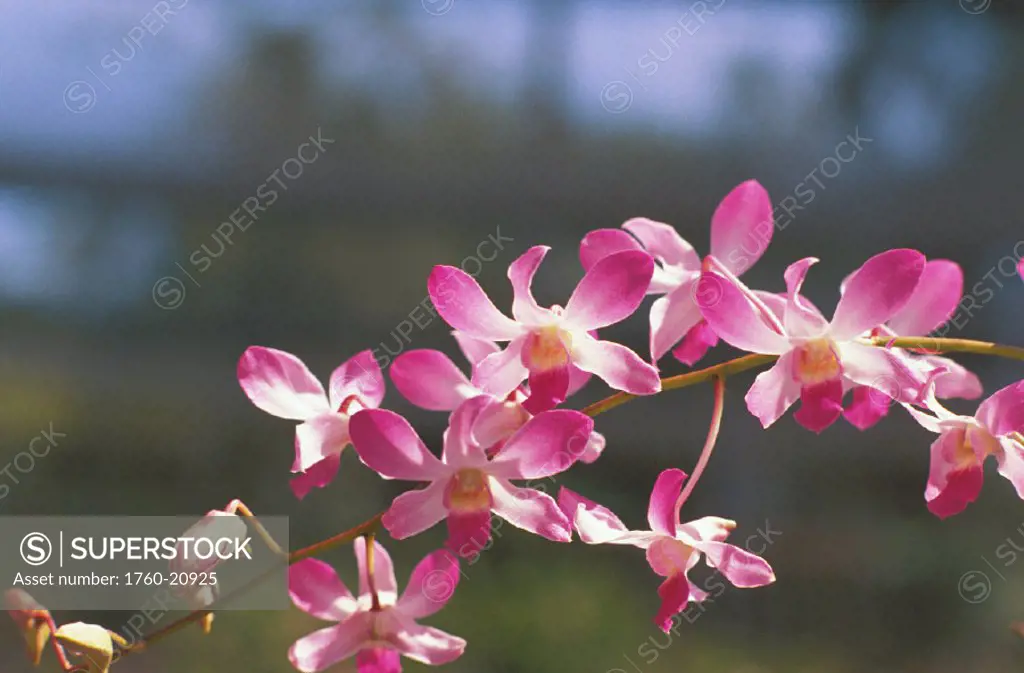 Hawaii, Purple orchids growing