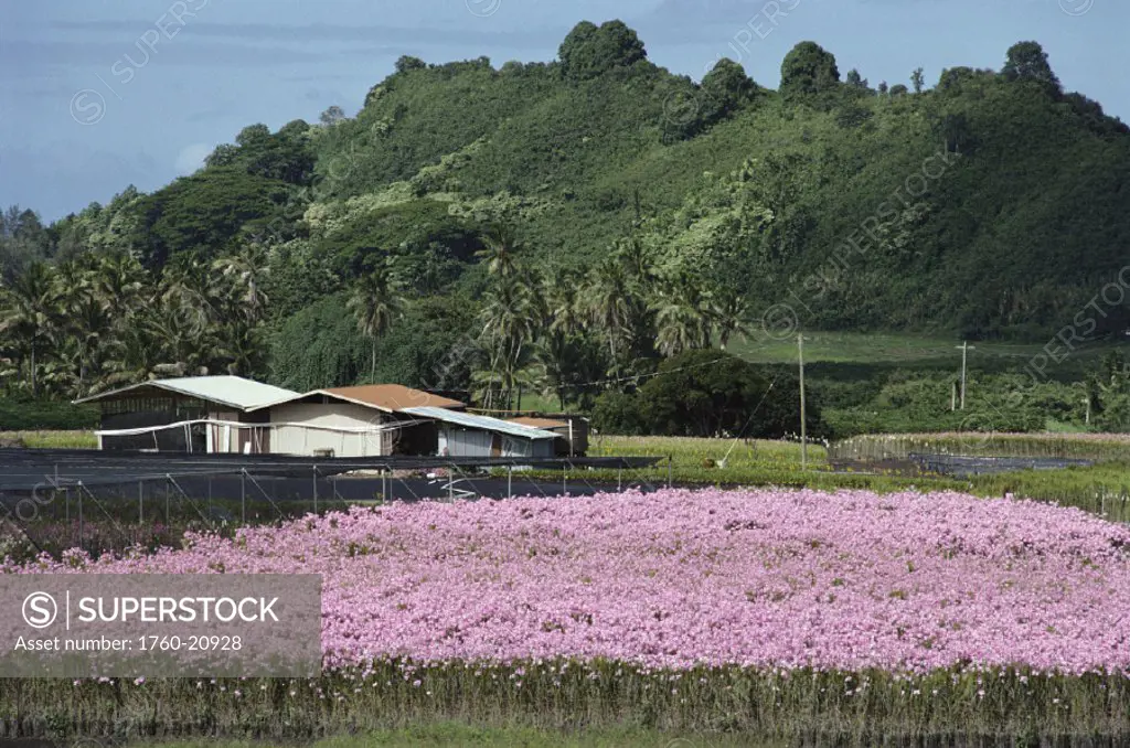 Hawaii, Big Island, Kona, Puna, Kapoho, Field of pink Vanda Orchids.