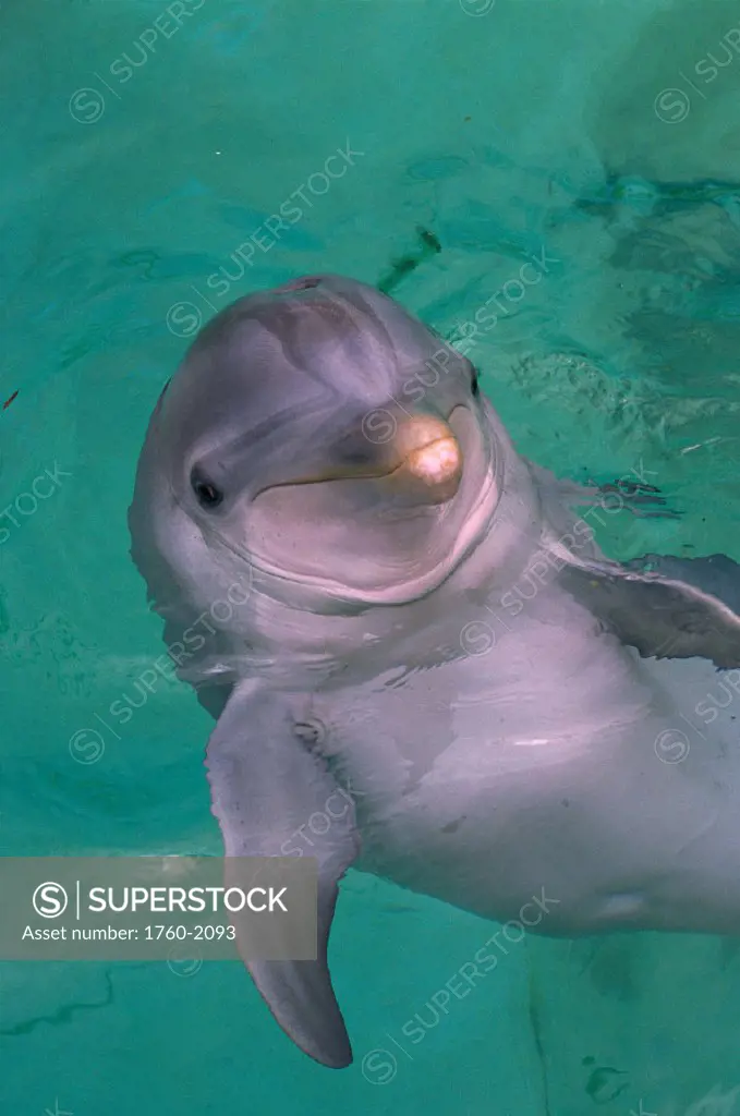 Face of dolphin at Sea Life Park, EastOahu, Hawaii B1878