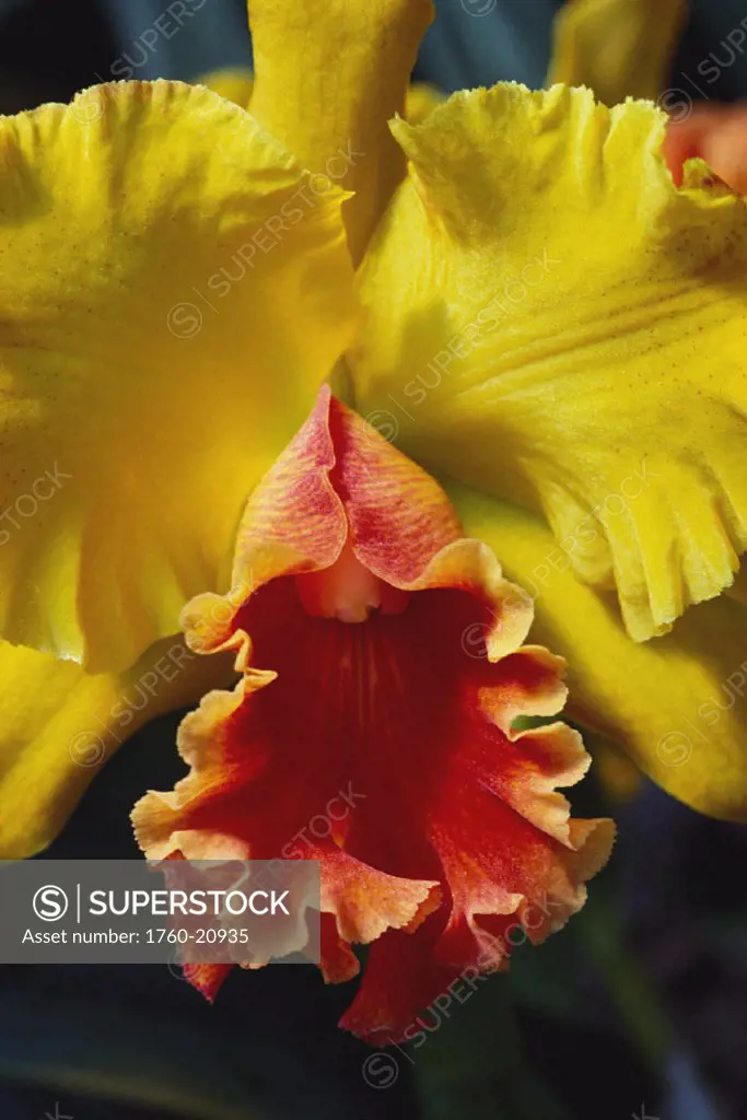 Close-up of single yellow cattleya orchid on plant, orange center