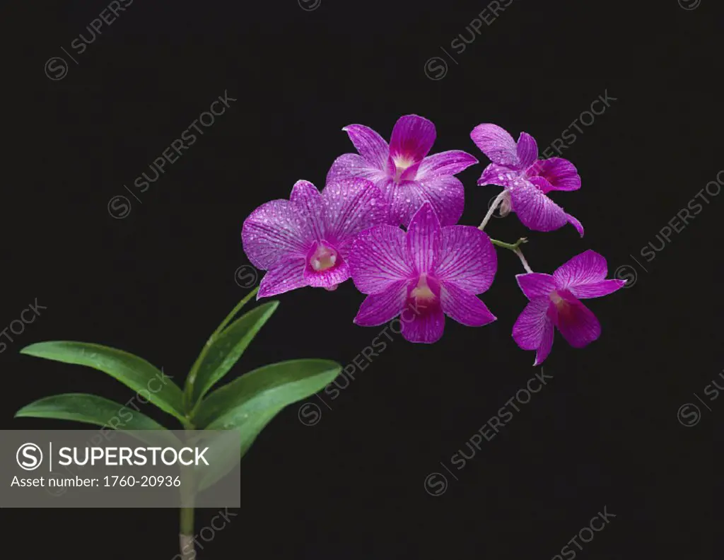 Purple vanda orchids on plant, closeup studio shot