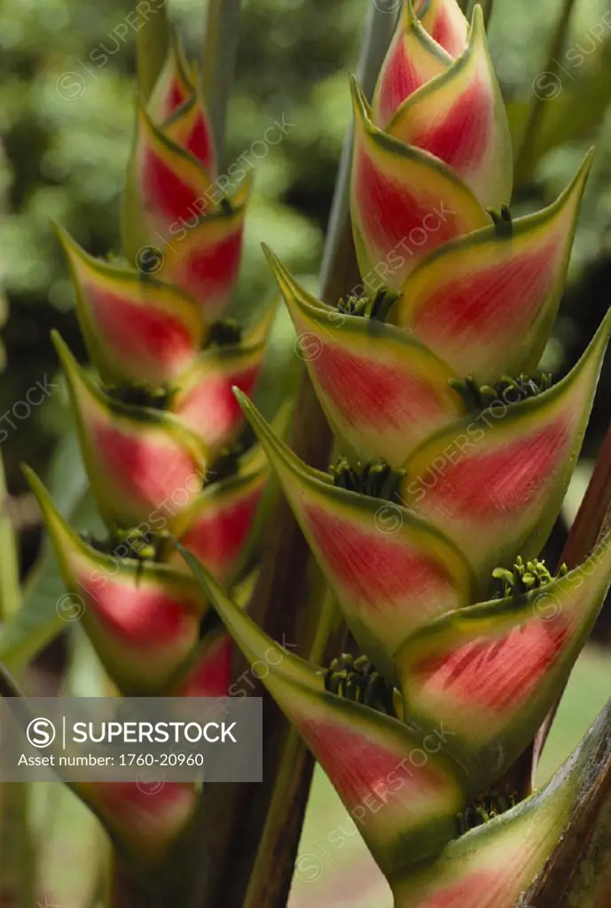 Hawaii, Maui, Hana, Two blossoming heliconia flower in tropical setting with reds and yellows.