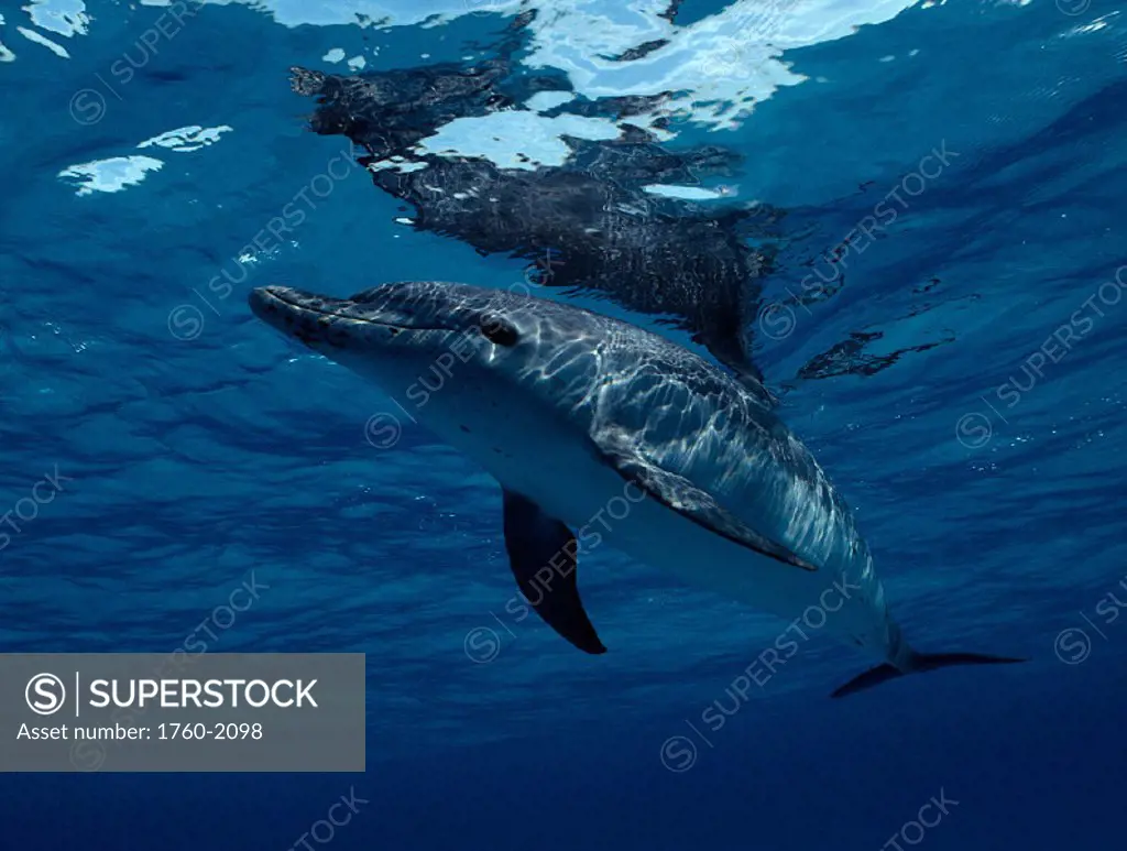 Atlantic spotted dolphin near surface with mirror reflection B1873