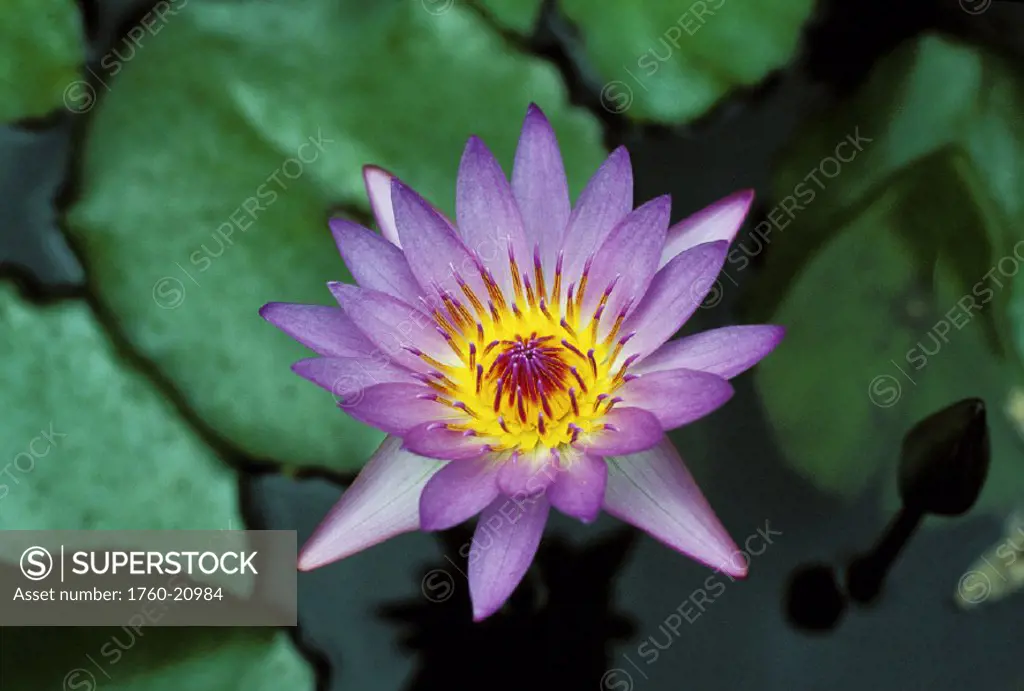 Close-up of purple lily in pond