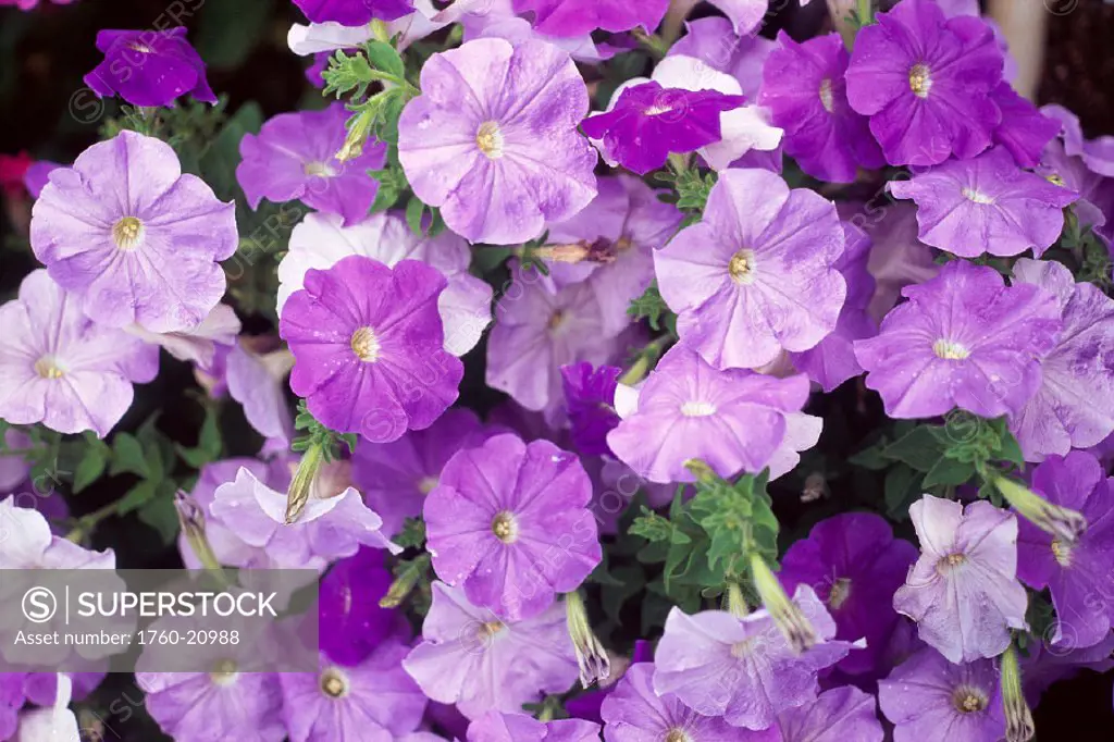 Many different shades of purple petunias on plant