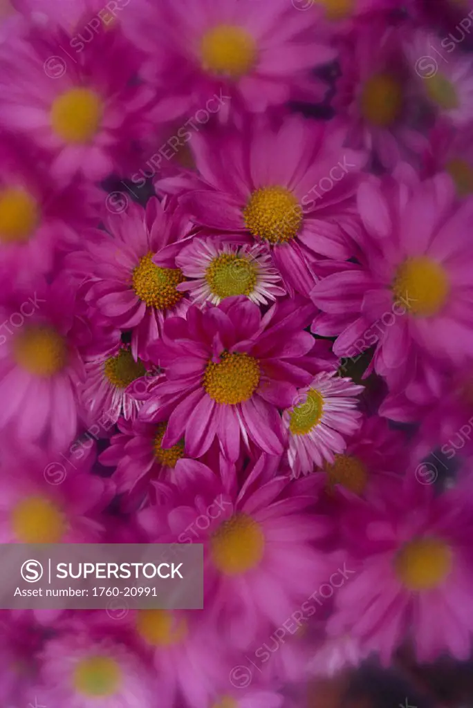 Close-up of a cluster of pink painted daisies chrysanthemum coccineum