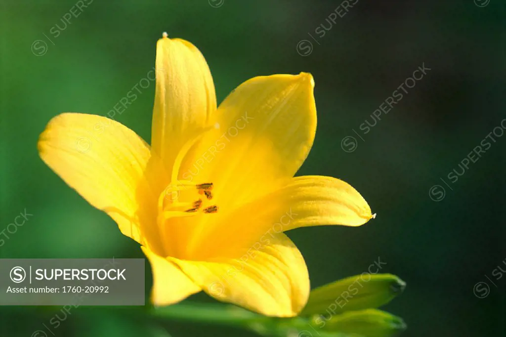 Yellow Amaryllis flower closeup with green bkgd in soft focus