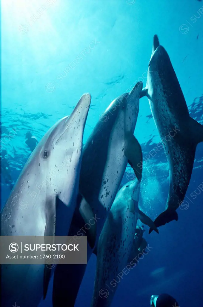 Atlantic Spotted Dolphins, closeup (Stenella) Little Bahama Bank, Carribean B1881