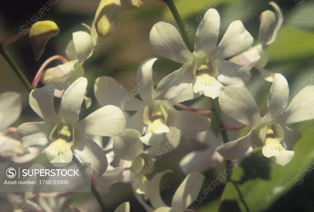 Group of white orchids on branches, close-up outdoors, greenery soft focus in background
