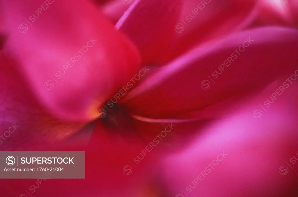 Close-up detail of dark pink plumeria flower