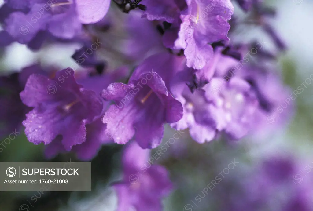 Jacaranda Fern Tree, (Jacaranda acutifolia) soft focus, purple flowers