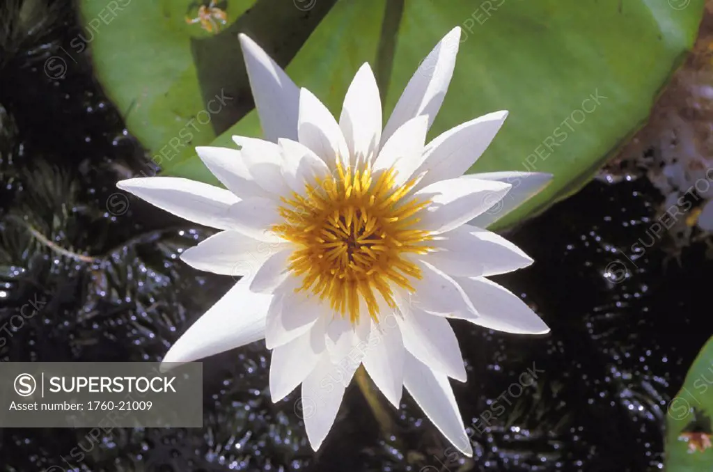 Hawaii, Close-up of single white water lily, view from above