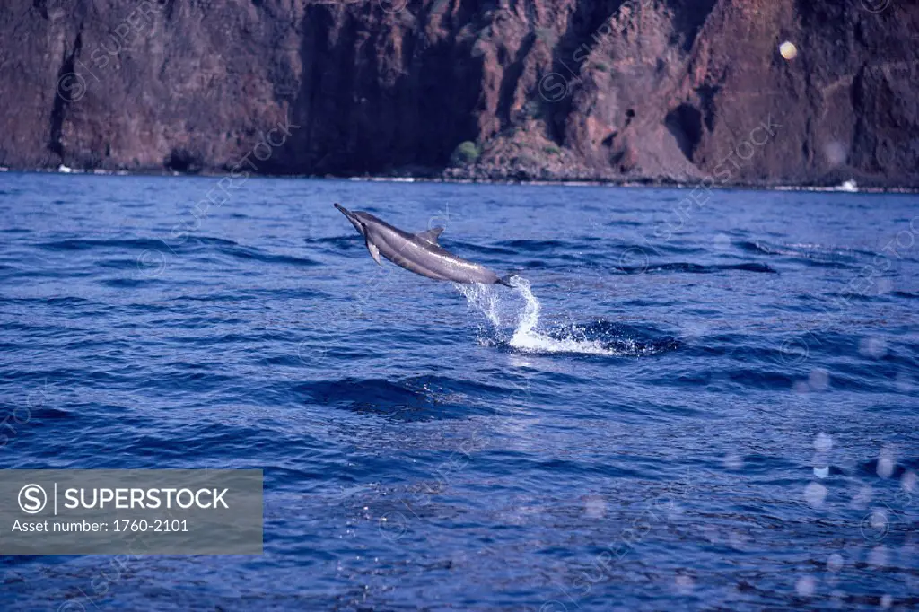 Spinner Dolphin leaps out of water Lanai, Hawaii B1872