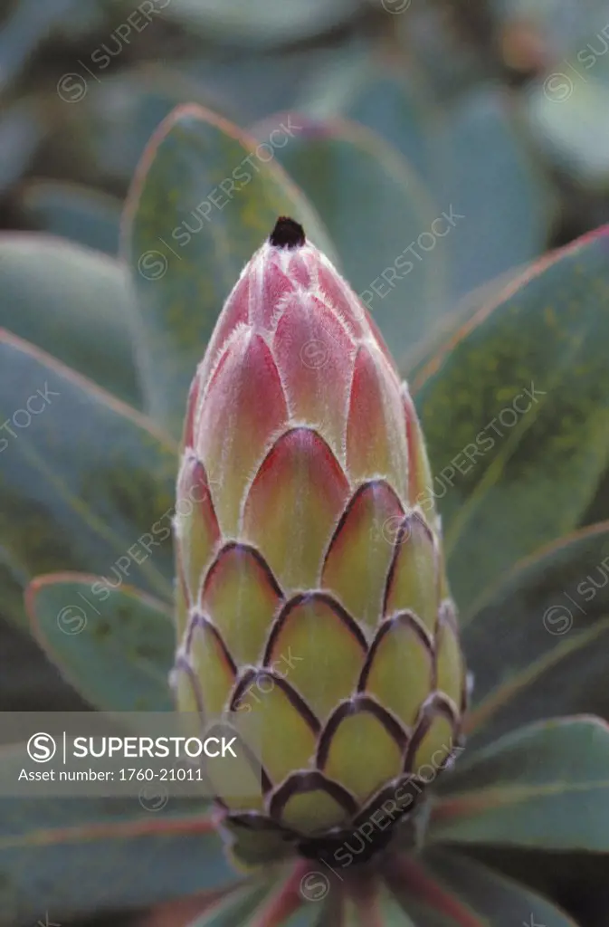 Hawaii, Close-up of Protea Ermine Tail (Protea pudens) pink, closed