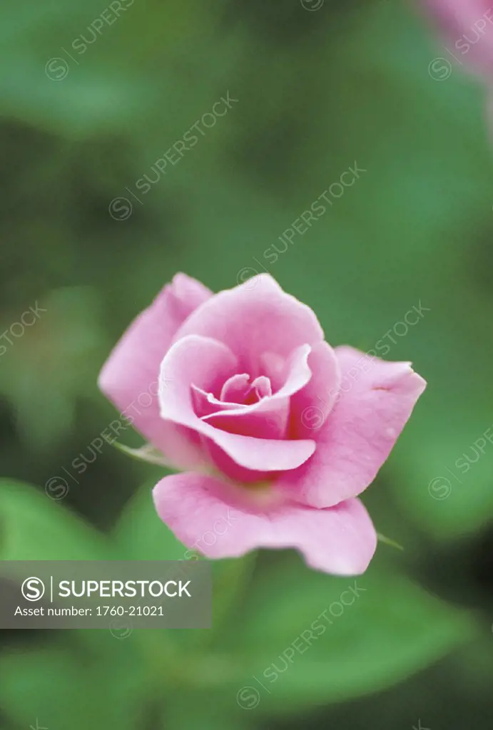Single perfect pink rose, partway open, soft focus