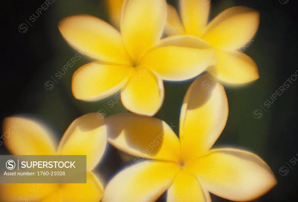 Close-up of pale yellow plumerias, soft focus