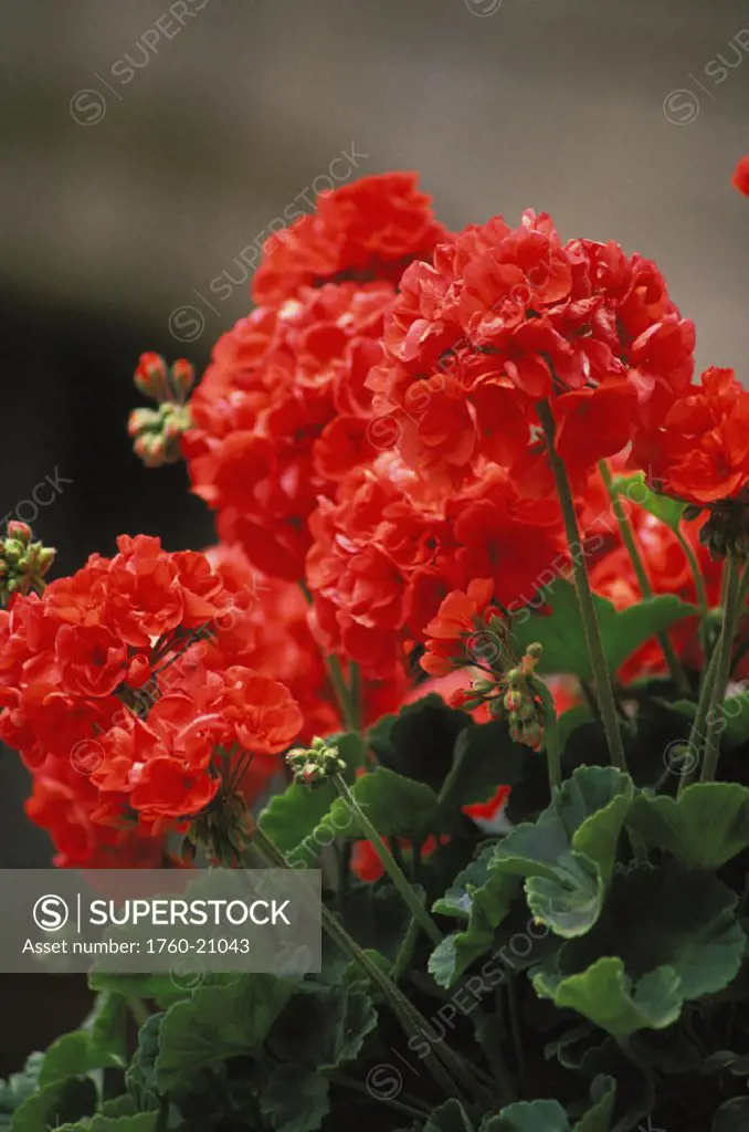 Close-up of a group of red Geraniums on plant, soft background
