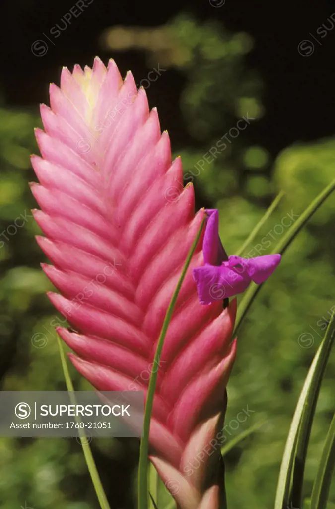 Close-up of pink Tillandsia and Bromeliad growing in field