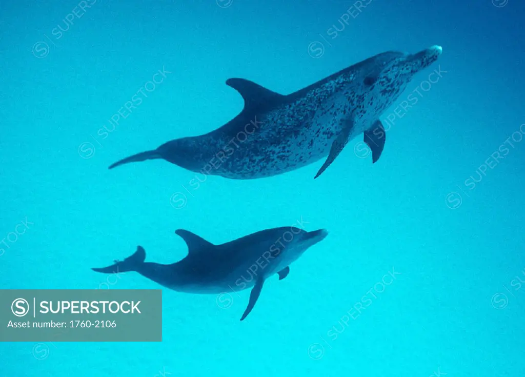 Atlantic Spotted dolphins (Stenella) 2 u/w Little Bahama Bank, Caribbean B1884