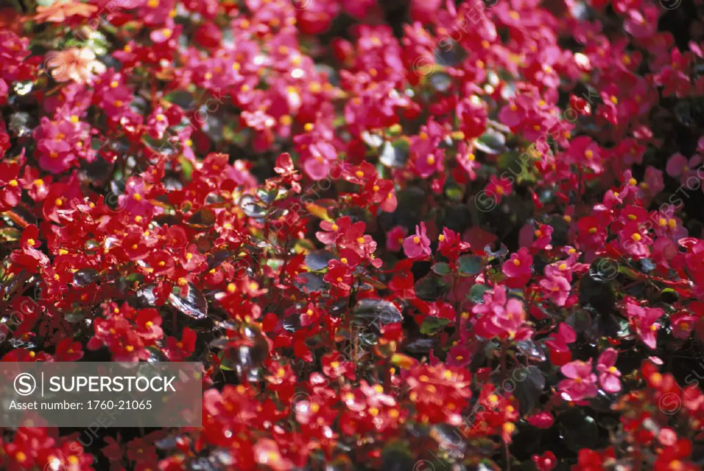 Hawaii, Close-up of a red Begonia bush
