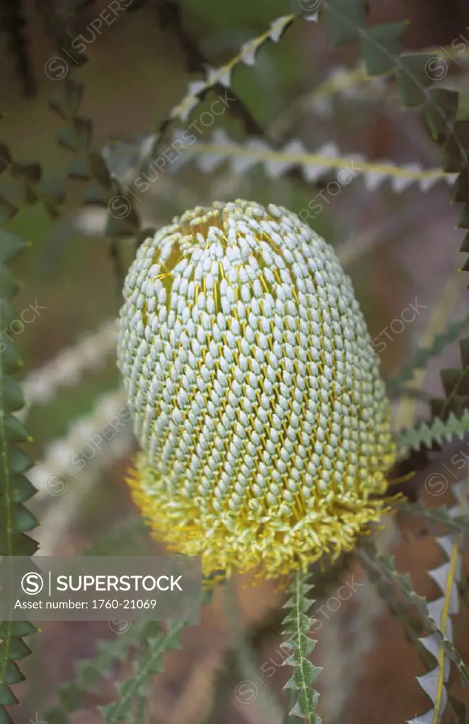 Close-up of a single Banksia Protea bud still on plant