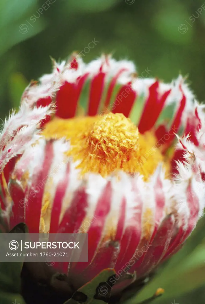 Close-up of a single red Mink Protea with an orange center