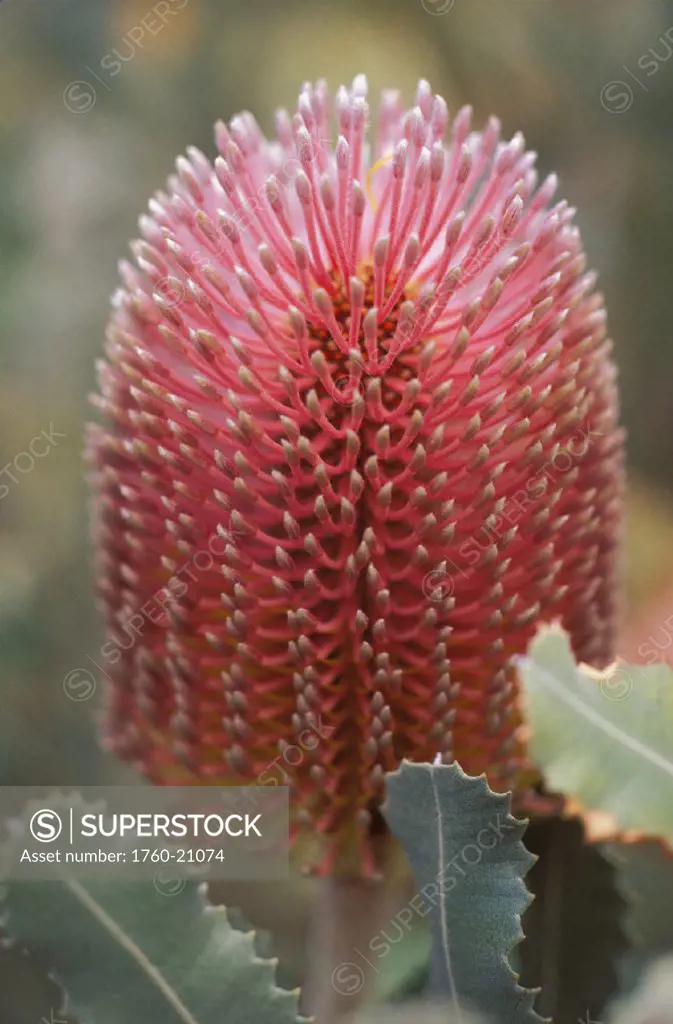Single pink Banksia Protea