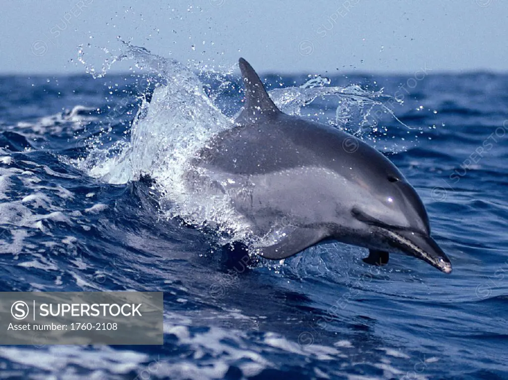 Pacific Spotted Dolphin skimming the surface, Hawaii B1886