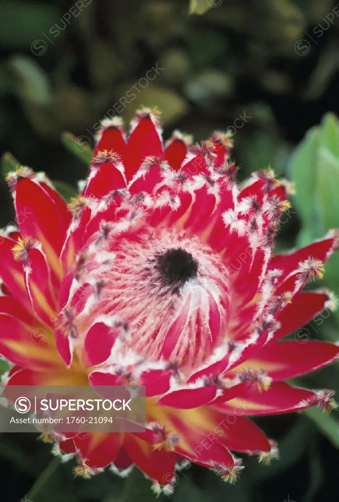 Close-up of a single red Queen Protea on plant