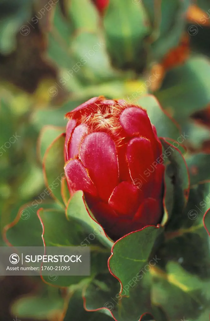 Close-up of a single dark pink Duchess Protea on stem, soft focus