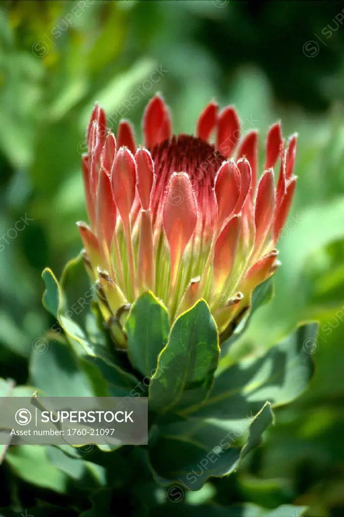 Single red Duchess protea flower opening on stem, closeup side view