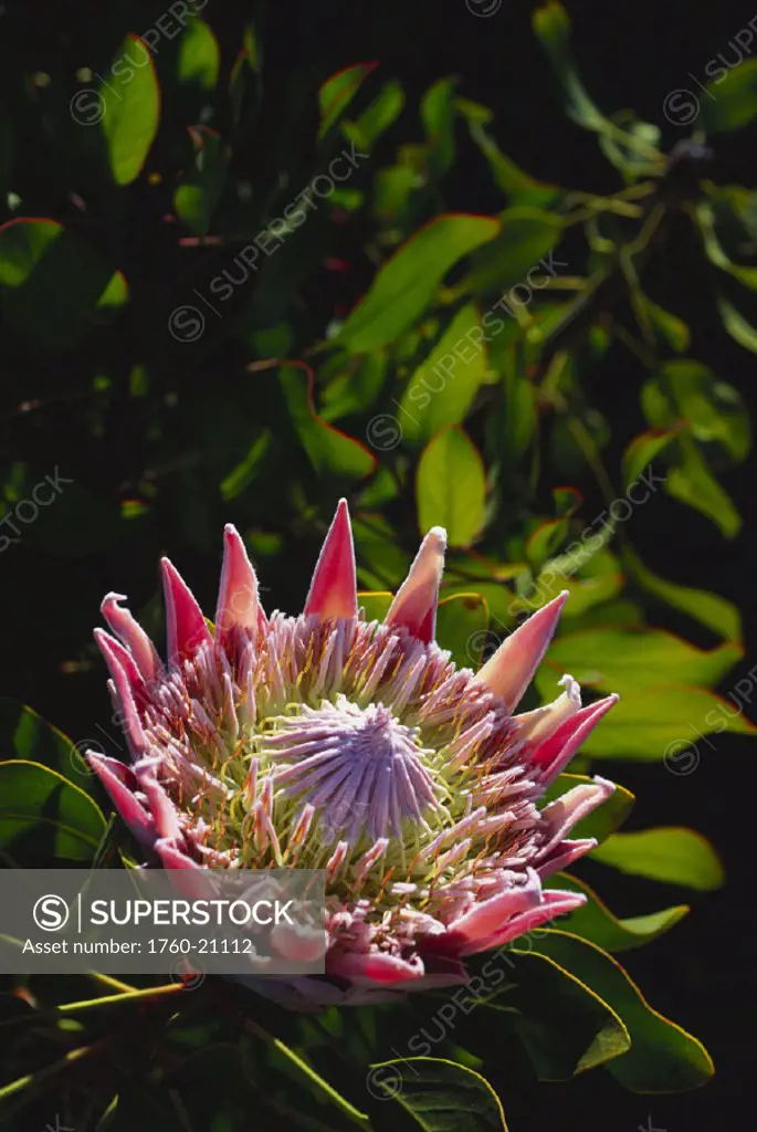 Closeup of pink king protea on plant with green leaves
